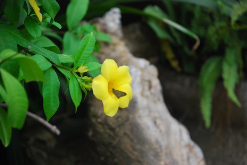 海口花间蝶 海口花间蝶